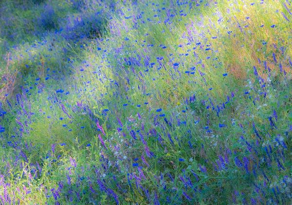 Gulin, Sylvia 아티스트의 USA-Washington State-Palouse and field of blue bachelor buttons flowering작품입니다.